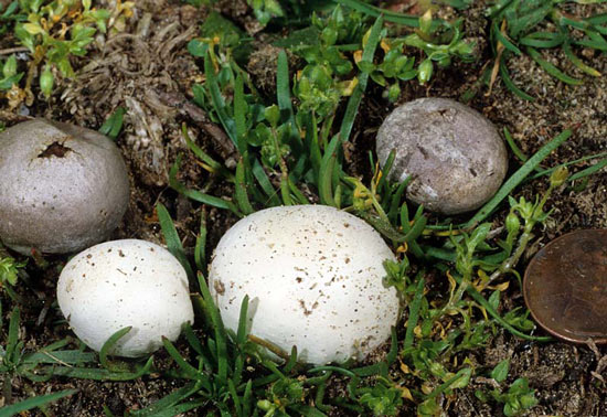 Bovista plumbea - Mushroom Species Images
