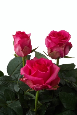 Paparazzi - Rose Varieties | VARDI | ვარდი                                                                                                                