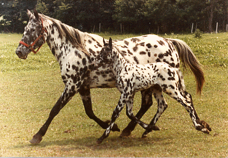 Appaloosa 2 - horse Breeds | ცხენის ჯიშები| cxenis jishebi