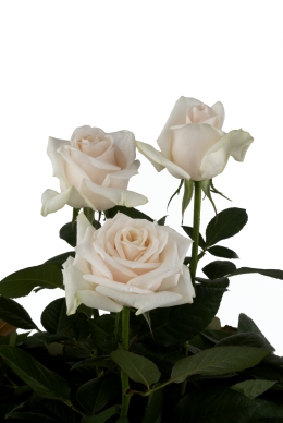 Creme de Grande - Rose Varieties | VARDI | ვარდი                                                                                                                