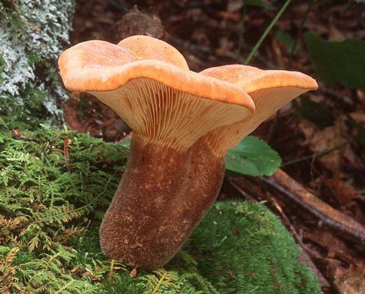 Tapinella atrotomentosa - Mushroom Species Images