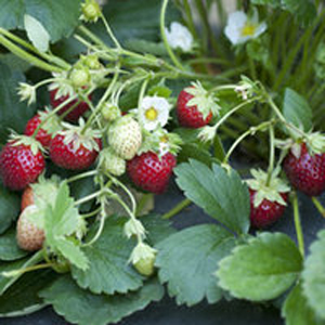 Mara Des Bois - Strawberry Varieties