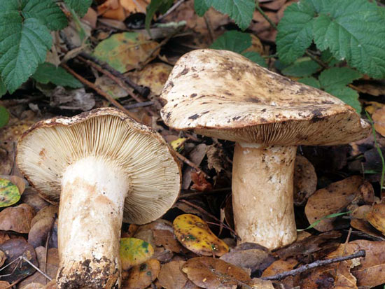 Russula eccentrica - Fungi species | sokos jishebi | სოკოს ჯიშები