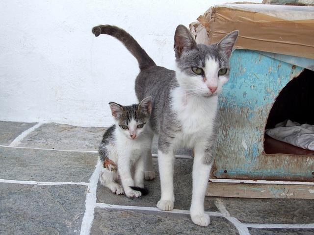 Aegean cat - cat Breeds | კატის ჯიშები | katis jishebi