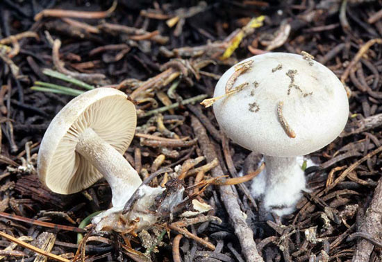 Clitocybe glacialis - Mushroom Species Images