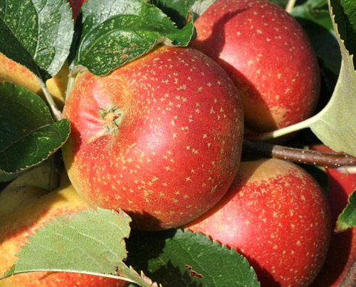 Orleans Reinette - Apple Varieties