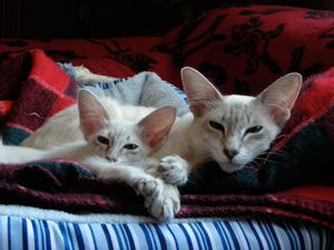 Balinese and Javanese 2 - cat Breeds | კატის ჯიშები | katis jishebi