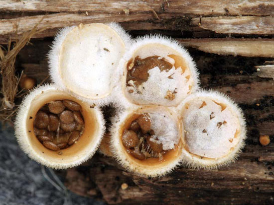 Nidula niveotomentosa - Fungi species | sokos jishebi | სოკოს ჯიშები