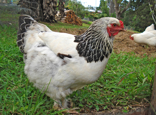 Brahma - chicken Breeds | ქათმის ჯიშები | qatmis jishebi
