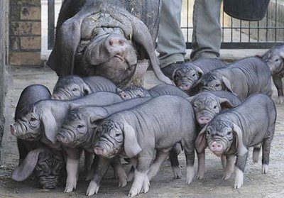 Meishan - pig breeds | goris jishebi | ღორის ჯიშები