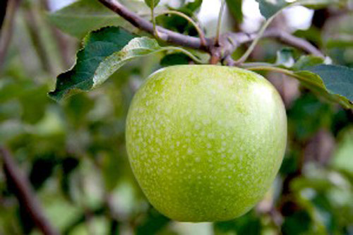 Granny Smith - Apple Varieties