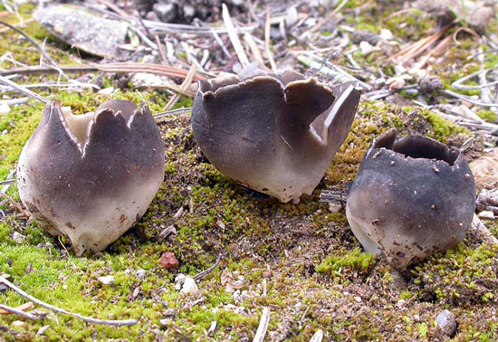 Helvella leucomelaena - Mushroom Species Images