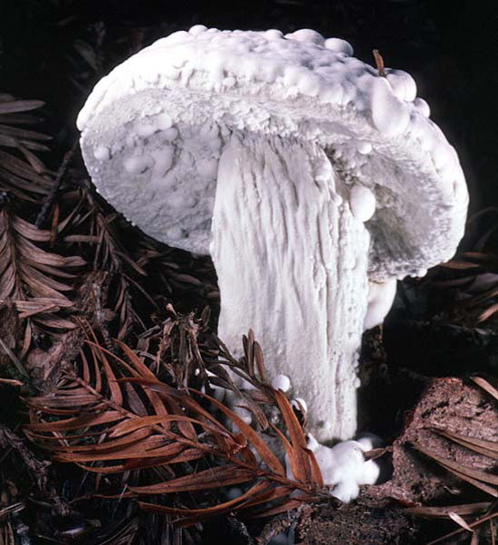 Hypomyces chrysospermus - Fungi species | sokos jishebi | სოკოს ჯიშები