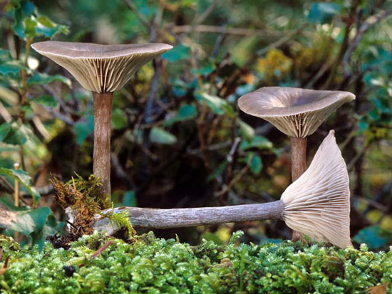 Pseudoclitocybe cyathiformis - Mushroom Species Images