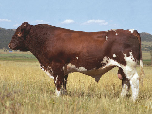 Maine-Anjou - COW BREEDS | DZROXIS JISHEBI | ძროხის ჯიშები