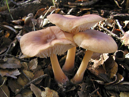 Collybia butyracea: Rhodocollybia butyracea - Fungi species | sokos jishebi | სოკოს ჯიშები