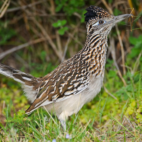 Greater Roadrunner - Bird Species | Frinvelis jishebi | ფრინველის ჯიშები