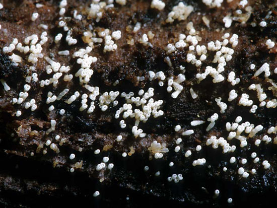 Henningsomyces candidus - Fungi species | sokos jishebi | სოკოს ჯიშები