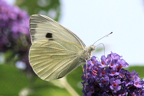 Large White - Butterfly species | PEPLIS JISHEBI | პეპლის ჯიშები