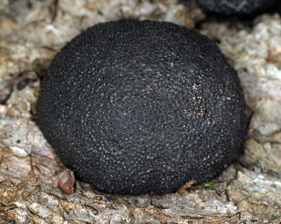 Cramp Balls: Annulohypoxylon thouarsianum - Mushroom Species Images