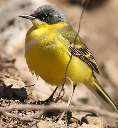 Eastern Yellow Wagtail - Bird Species | Frinvelis jishebi | ფრინველის ჯიშები