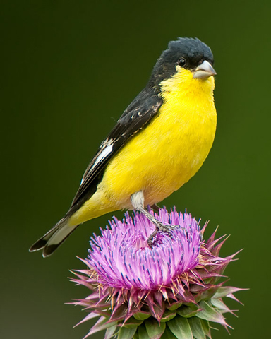 Lesser Goldfinch - Bird Species | Frinvelis jishebi | ფრინველის ჯიშები