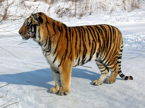 ვეფხვი Siberian Tiger - ის სურათი