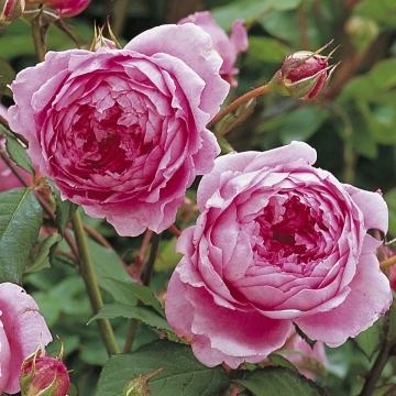 Huntington Rose - Rose Varieties | VARDI | ვარდი                                                                                                                