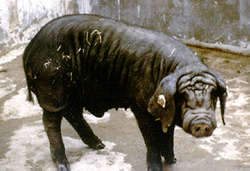 Fengjing - pig breeds | goris jishebi | ღორის ჯიშები