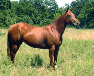 ცხენი American Quarter Horse - ის სურათი