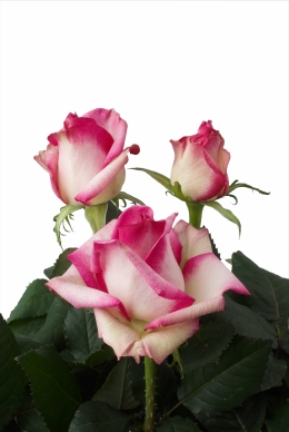 Sugar Plum - Rose Varieties | VARDI | ვარდი                                                                                                                