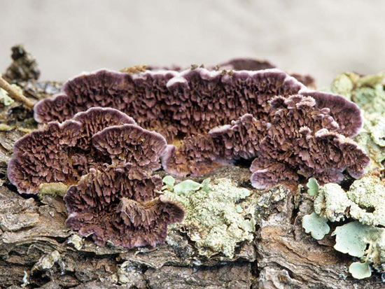 Trichaptum abietinum - Mushroom Species Images