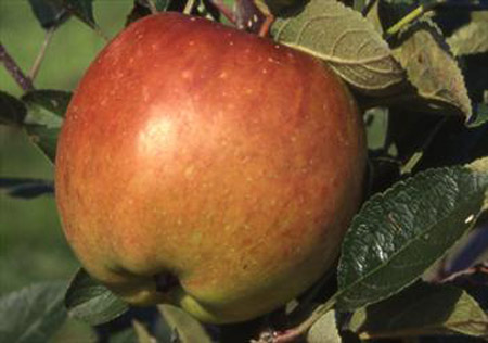 Braeburn - Apple Varieties