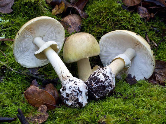 Death Cap: Amanita phalloides - Mushroom Species Images