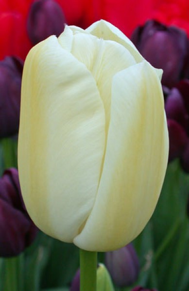 Maureen -                                                         Species Tulip| TITA | ტიტა                                                        