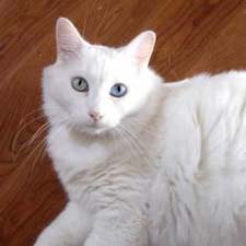 Turkish Angora 2 - cat Breeds | კატის ჯიშები | katis jishebi