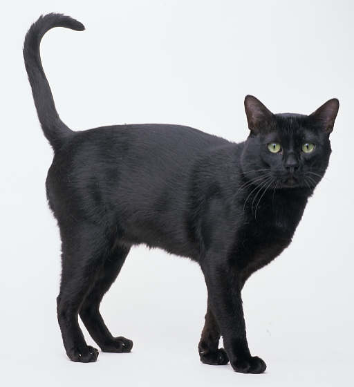 Bombay - cat Breeds | კატის ჯიშები | katis jishebi