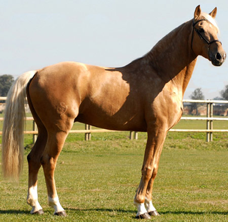 კატა Anglo-Luso Horse - ის სურათი