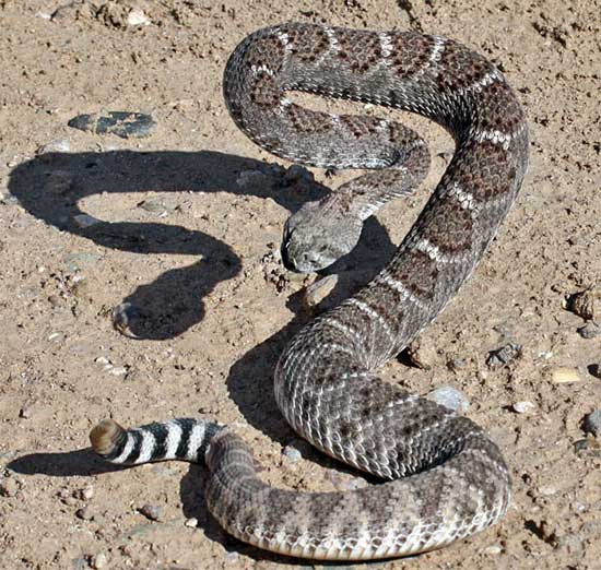 Crotalus atrox - Western Diamond-backed Rattlesnake - snake species | gveli | გველი