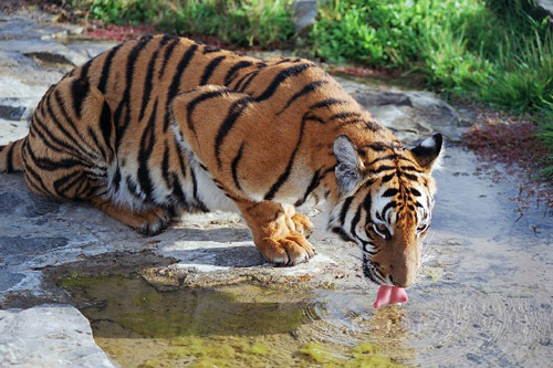ვეფხვი South China Tiger - ის სურათი