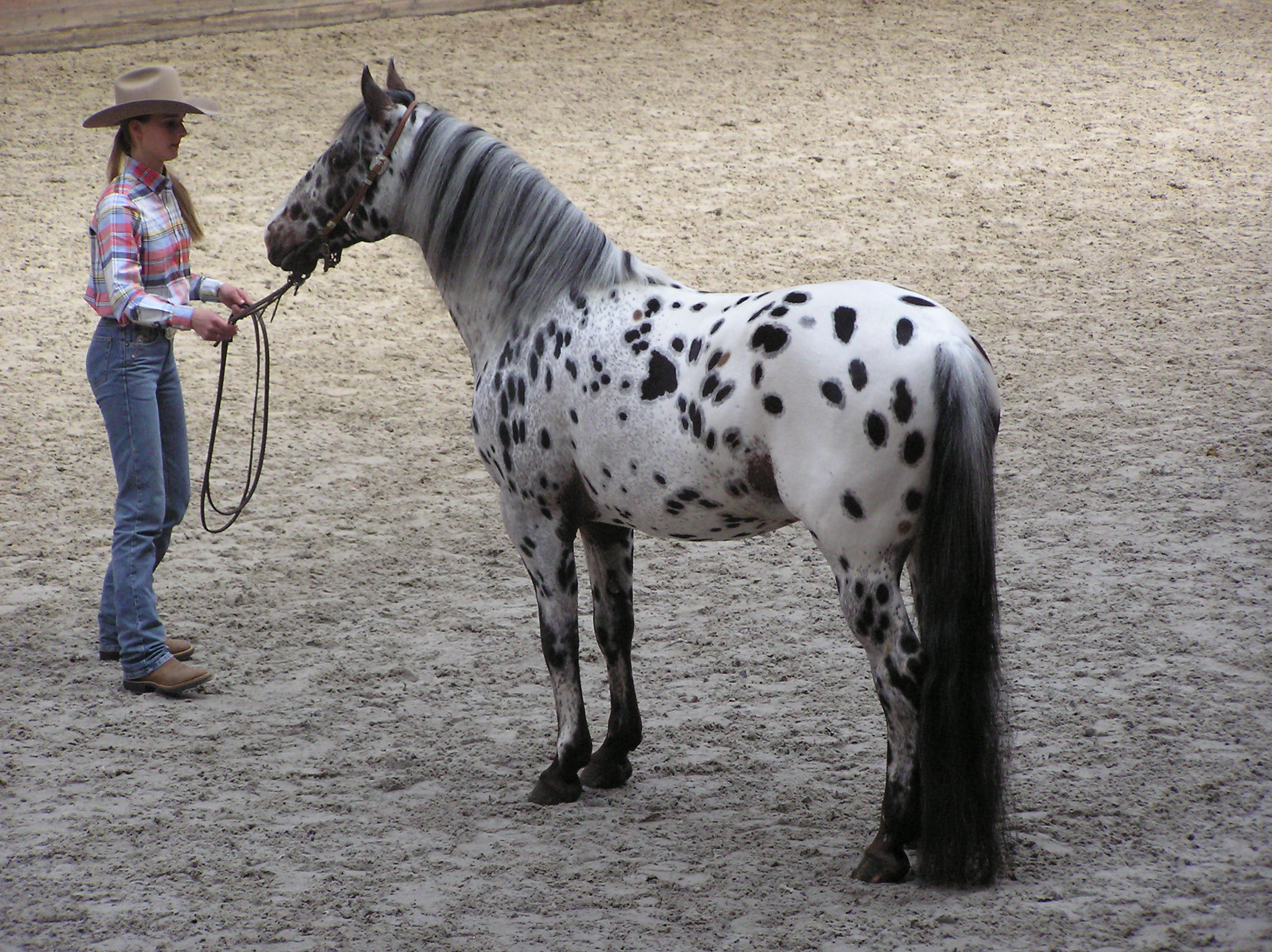 Appaloosa 3 - horse Breeds | ცხენის ჯიშები| cxenis jishebi