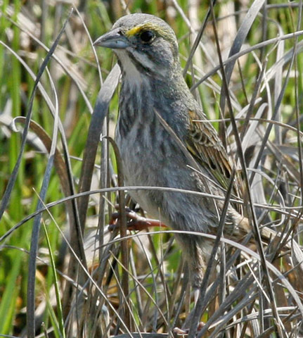 Seaside Sparrow - Bird Species | Frinvelis jishebi | ფრინველის ჯიშები