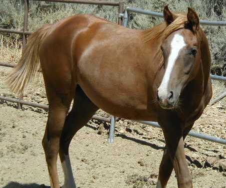Arabian 2 - horse Breeds | ცხენის ჯიშები| cxenis jishebi