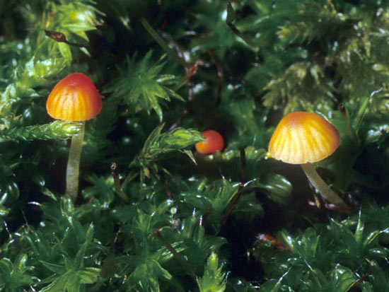Mycena acicula - Fungi species | sokos jishebi | სოკოს ჯიშები