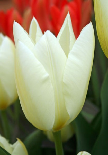 Purissima -                                                         Species Tulip| TITA | ტიტა                                                        