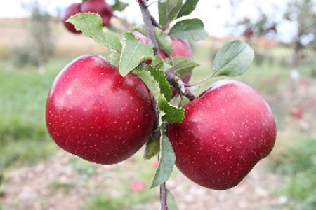 Red Rome Beauty - Apple Varieties