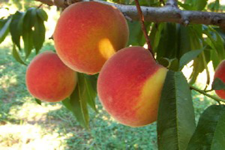 Contender - Peach Varieties