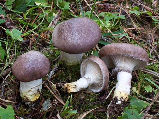Gomphidius glutinosus - Fungi species | sokos jishebi | სოკოს ჯიშები