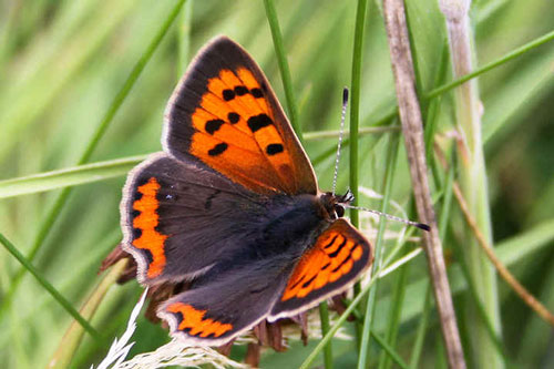 Small Copper - Butterfly species | PEPLIS JISHEBI | პეპლის ჯიშები