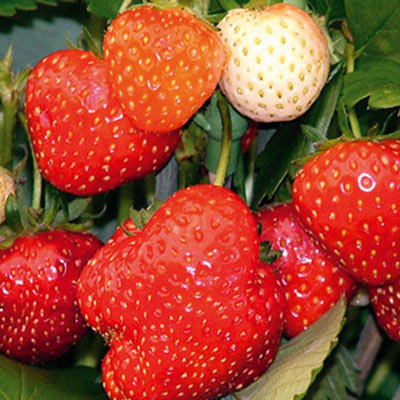 Alice - Strawberry Varieties
